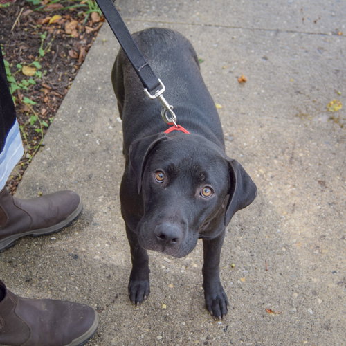 Boone, an adoptable Black Labrador Retriever / American Staffordshire Terrier / Mixed at Animal House Shelter — photo 4