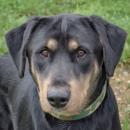 Brennan, German Shepherd Dog / Rottweiler / Mixed