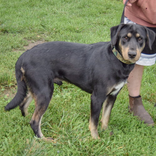 Brennan, an adoptable German Shepherd Dog / Rottweiler / Mixed at Animal House Shelter — photo 2