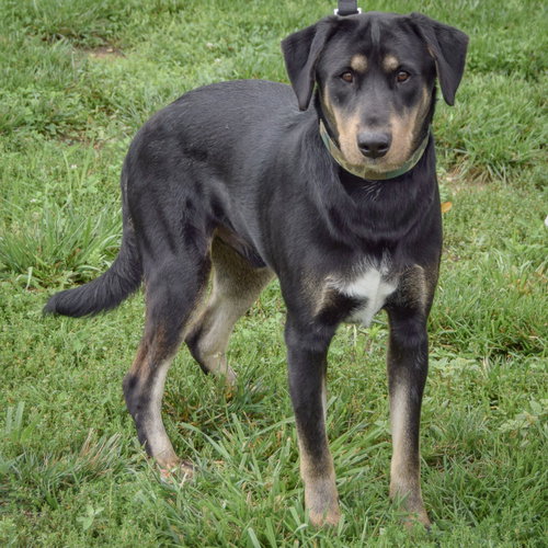 Brennan, an adoptable German Shepherd Dog / Rottweiler / Mixed at Animal House Shelter — photo 3