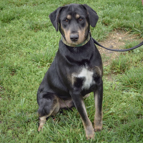 Brennan, an adoptable German Shepherd Dog / Rottweiler / Mixed at Animal House Shelter — photo 4