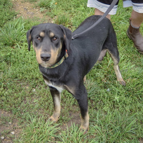 Brennan, an adoptable German Shepherd Dog / Rottweiler / Mixed at Animal House Shelter — photo 5