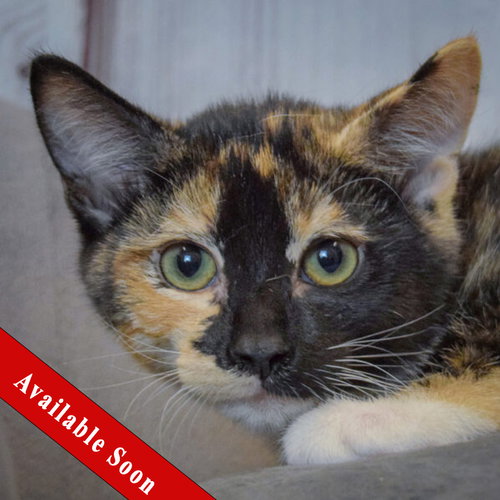 Minnie, a cat for adoption from Animal House Shelter, Inc.