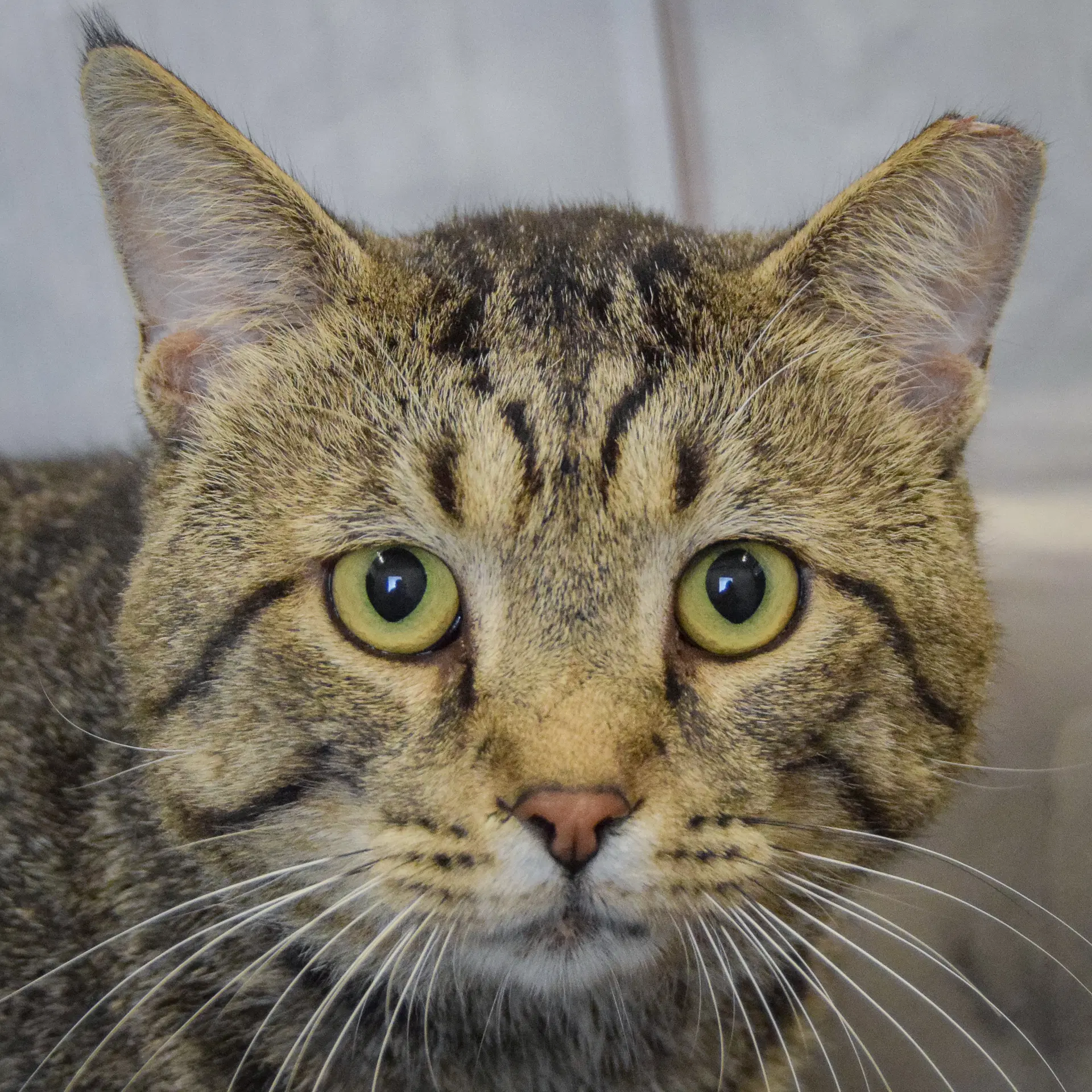 Daryl - Tabby