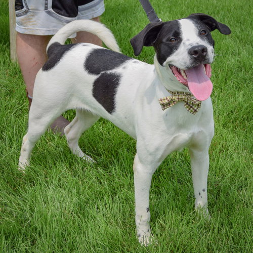 Newton, an adoptable Black Labrador Retriever / Coonhound / Mixed at Animal House Shelter — photo 2