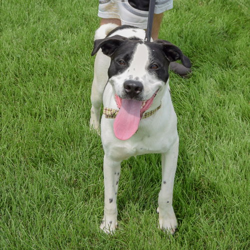 Newton, an adoptable Black Labrador Retriever / Coonhound / Mixed at Animal House Shelter — photo 3