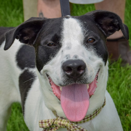 Newton, an adoptable Black Labrador Retriever / Coonhound / Mixed at Animal House Shelter — photo 4