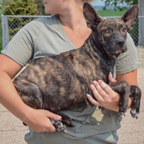 Fenway, an adoptable Boston Terrier / Dachshund / Mixed at Animal House Shelter — photo 2
