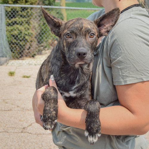 Fenway, an adoptable Boston Terrier / Dachshund / Mixed at Animal House Shelter — photo 3