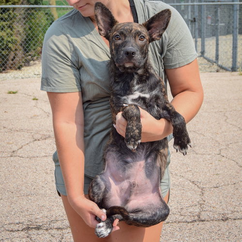 Fenway, an adoptable Boston Terrier / Dachshund / Mixed at Animal House Shelter — photo 4