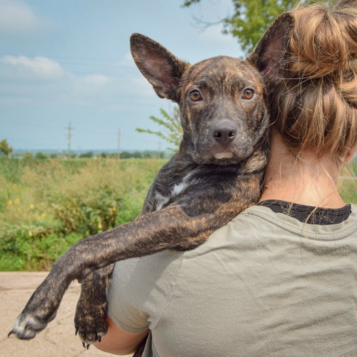 Fenway, an adoptable Boston Terrier / Dachshund / Mixed at Animal House Shelter — photo 5