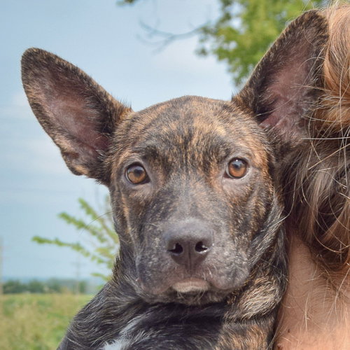 Fenway, an adoptable Boston Terrier / Dachshund / Mixed at Animal House Shelter — photo 6