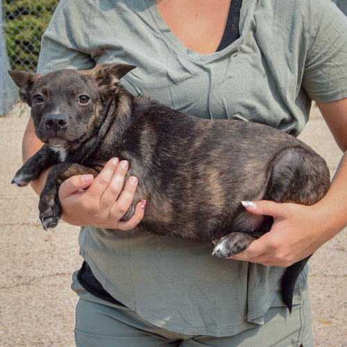 Kenmore, an adoptable Boston Terrier / Dachshund / Mixed at Animal House Shelter — photo 2