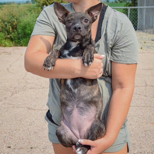 Kenmore, an adoptable Boston Terrier / Dachshund / Mixed at Animal House Shelter — photo 3