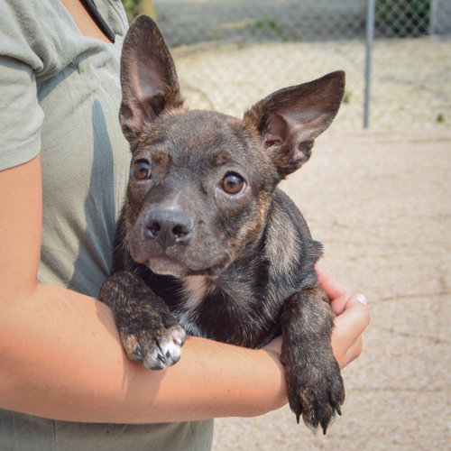 Kenmore, an adoptable Boston Terrier / Dachshund / Mixed at Animal House Shelter — photo 4