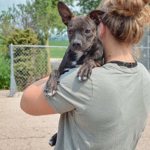 Kenmore, an adoptable Boston Terrier / Dachshund / Mixed at Animal House Shelter — photo 5