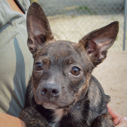 Kenmore, an adoptable Boston Terrier / Dachshund / Mixed at Animal House Shelter — photo 6