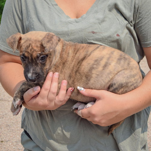 Lacey, an adoptable Husky / Labrador Retriever / Mixed at Animal House Shelter — photo 2