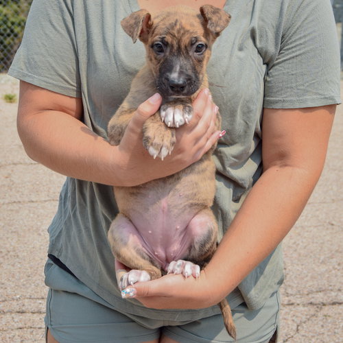 Lacey, an adoptable Husky / Labrador Retriever / Mixed at Animal House Shelter — photo 3