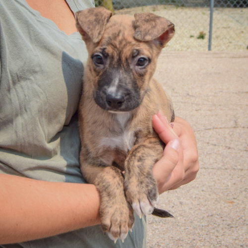 Lacey, an adoptable Husky / Labrador Retriever / Mixed at Animal House Shelter — photo 4