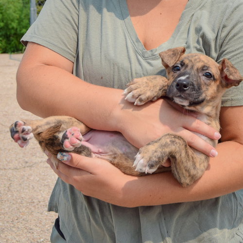 Lacey, an adoptable Husky / Labrador Retriever / Mixed at Animal House Shelter — photo 5