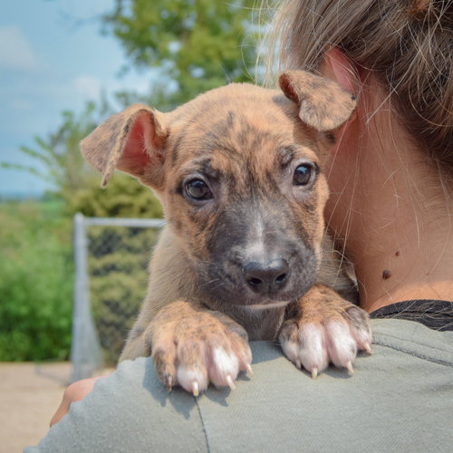 Lacey, an adoptable Husky / Labrador Retriever / Mixed at Animal House Shelter — photo 6