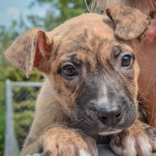 Lacey, an adoptable Husky / Labrador Retriever / Mixed at Animal House Shelter — photo 7