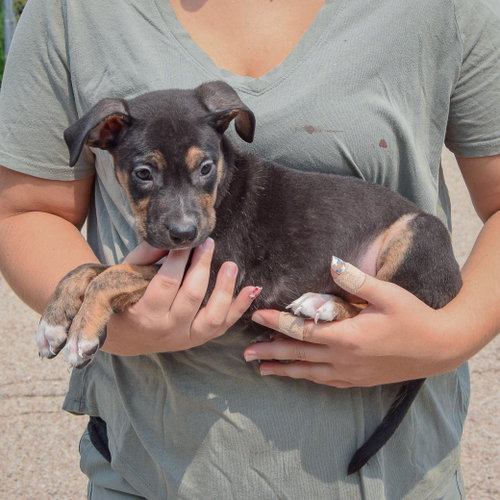 Leah, an adoptable Husky / Labrador Retriever / Mixed at Animal House Shelter — photo 2