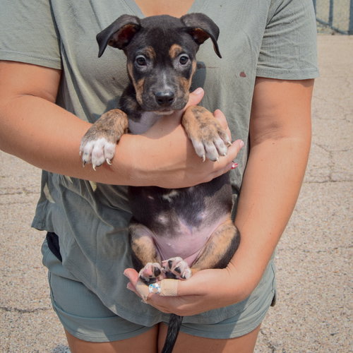 Leah, an adoptable Husky / Labrador Retriever / Mixed at Animal House Shelter — photo 3