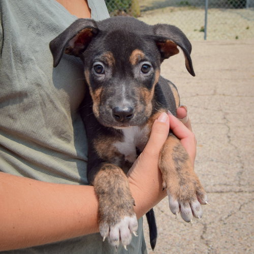 Leah, an adoptable Husky / Labrador Retriever / Mixed at Animal House Shelter — photo 4