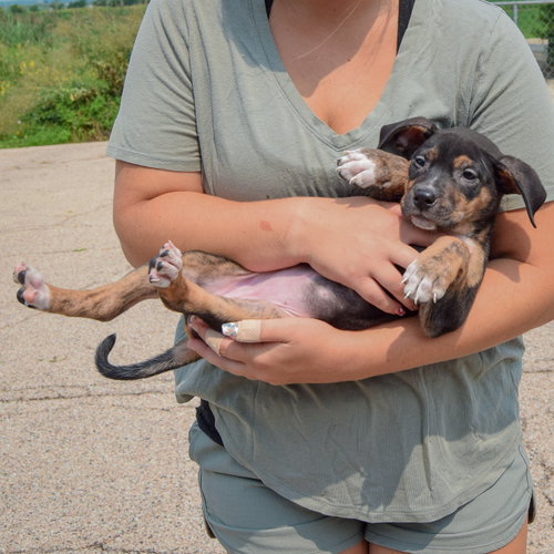 Leah, an adoptable Husky / Labrador Retriever / Mixed at Animal House Shelter — photo 5