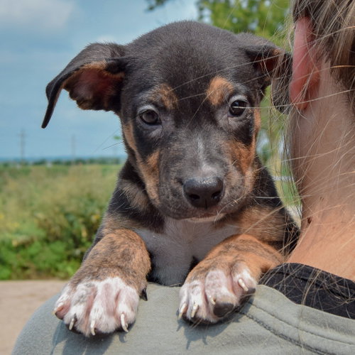 Leah, an adoptable Husky / Labrador Retriever / Mixed at Animal House Shelter — photo 6