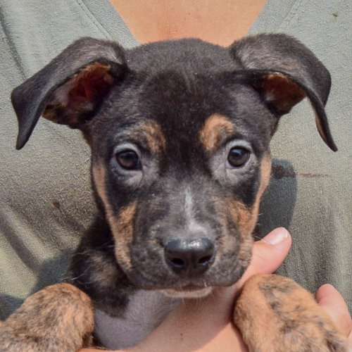 Leah, an adoptable Husky / Labrador Retriever / Mixed at Animal House Shelter — photo 7