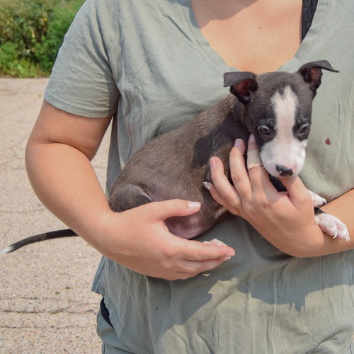 Lewis, an adoptable Husky / Labrador Retriever / Mixed at Animal House Shelter — photo 2