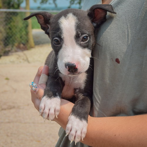 Lewis, an adoptable Husky / Labrador Retriever / Mixed at Animal House Shelter — photo 3