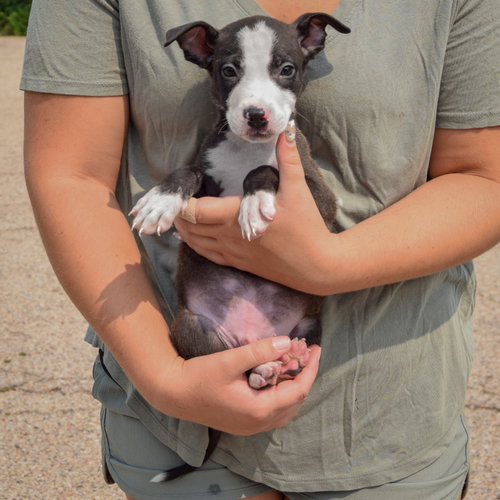 Lewis, an adoptable Husky / Labrador Retriever / Mixed at Animal House Shelter — photo 4