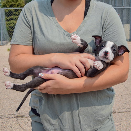 Lewis, an adoptable Husky / Labrador Retriever / Mixed at Animal House Shelter — photo 5