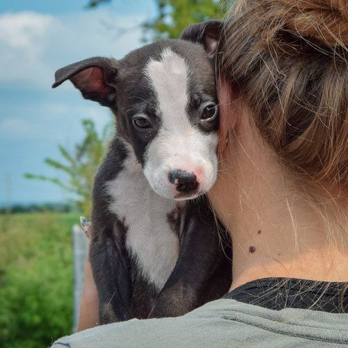 Lewis, an adoptable Husky / Labrador Retriever / Mixed at Animal House Shelter — photo 6