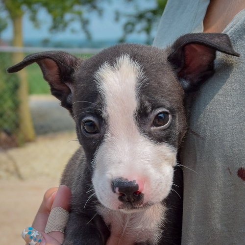 Lewis, an adoptable Husky / Labrador Retriever / Mixed at Animal House Shelter — photo 7