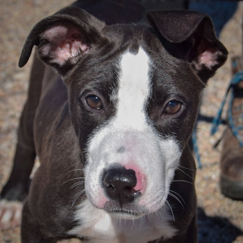 Lewis available through Animal House Shelter