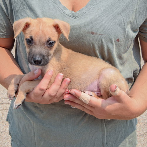 Liam, an adoptable Husky / Labrador Retriever / Mixed at Animal House Shelter — photo 2