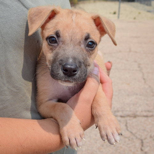 Liam, an adoptable Husky / Labrador Retriever / Mixed at Animal House Shelter — photo 3