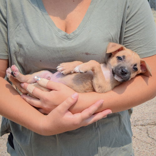 Liam, an adoptable Husky / Labrador Retriever / Mixed at Animal House Shelter — photo 4