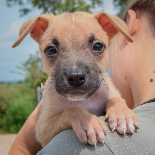 Liam, an adoptable Husky / Labrador Retriever / Mixed at Animal House Shelter — photo 5