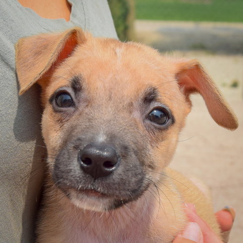 Liam, an adoptable Husky / Labrador Retriever / Mixed at Animal House Shelter — photo 6