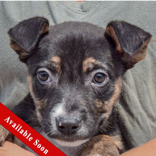 Lottie, Husky / Labrador Retriever / Mixed