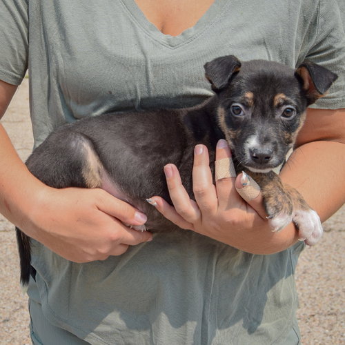 Lottie, an adoptable Husky / Labrador Retriever / Mixed at Animal House Shelter — photo 2