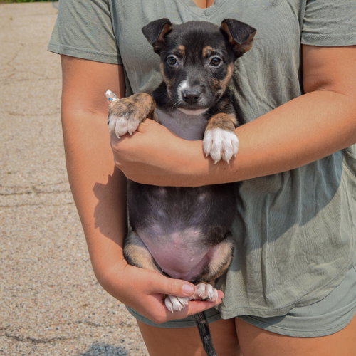 Lottie, an adoptable Husky / Labrador Retriever / Mixed at Animal House Shelter — photo 3