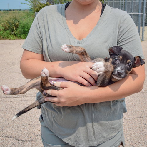 Lottie, an adoptable Husky / Labrador Retriever / Mixed at Animal House Shelter — photo 4