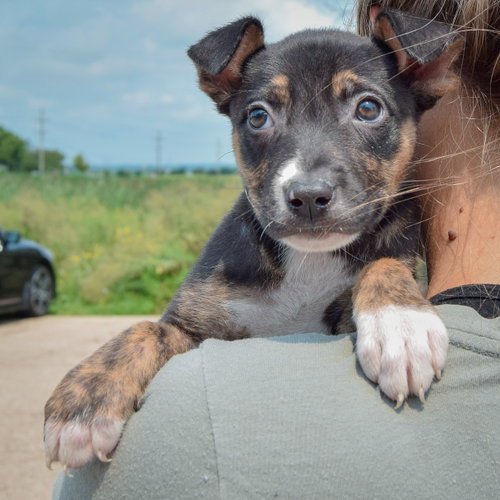 Lottie, an adoptable Husky / Labrador Retriever / Mixed at Animal House Shelter — photo 5